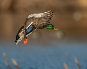 Mallard Drake in flight