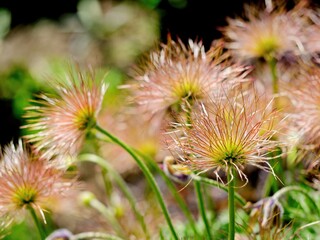 Seed heads of European Purple Pasque Flower (Pulsatilla)