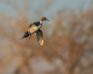 Northern Pintail Drake in flight