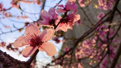 a full bloom of red plum blossoms