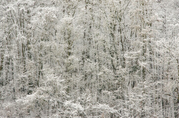 Snow-covered trees as texture or background