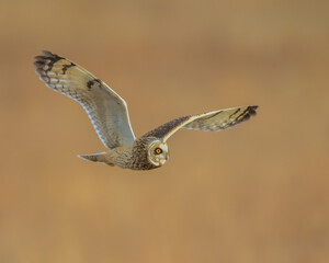 Short Eared Owl in flight