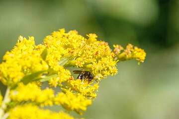 Modest Masked Bee on goldenrod