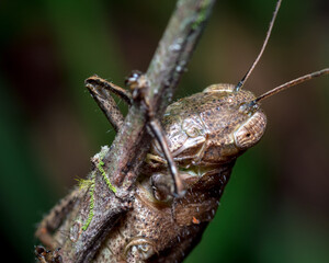Camouflage of a grasshopper while hugging a spike of grass