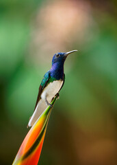 White-necked jacobin - Florisuga mellivora also great jacobin or collared hummingbird, Mexico, south to Peru, Bolivia and south Brazil, Tobago (flabellifera) and Trinidad (mellivora)
