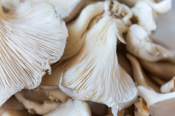 oyster mushrooms are ready to cut, Pleurotus ostreatus.. false kokore in a pan with oyster mushrooms, Pleurotus ostreatus.