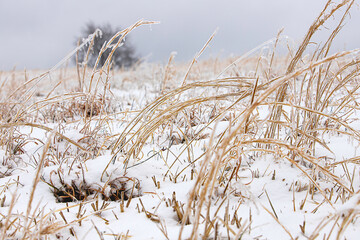 reeds in the snow