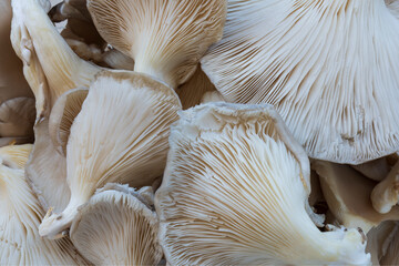 oyster mushrooms are ready to cut, Pleurotus ostreatus.. false kokore in a pan with oyster mushrooms, Pleurotus ostreatus.