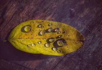 Jesienny liść  z kropelkami deszczu.