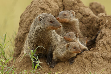 Mother and young banded mongoose on termite mound, Serengeti National Park, Tanzania, Africa.
