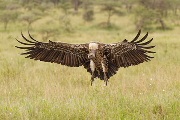 Ruppell's Vulture flying landing, Serengeti National Park, Tanzania, Africa.