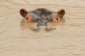 Hippopotamus, Serengeti National Park, Tanzania, Africa.