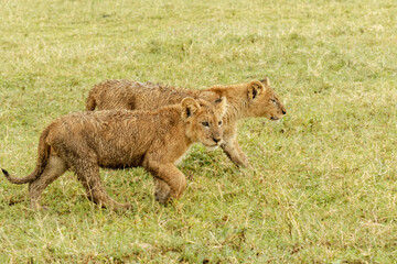 Lion cubs on rainy day in the Ngorongoro Crater, Tanzania, Africa.