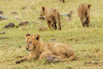 Lion cubs on rainy day in the Ngorongoro Crater, Tanzania, Africa.