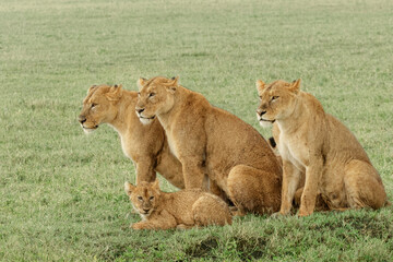 Juvenile lion cubs with adult female lion, Ngorongoro Crater, Tanzania, Africa.