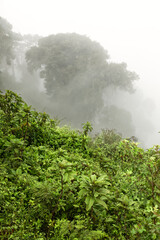 Foggy morning along the lush forest rim of the Ngorongoro Crater, Tanzania, Africa.