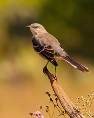 Northern Mockingbird on branch