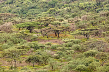 Pattern in acacia tree forest, Ngorongoro Conservation Area, Tanzania, Africa.