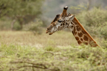 Masai Giraffe grazing on acacia tree, Ngorongoro Conservation Area, Tanzania, Arica.