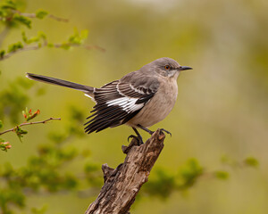 Northern Mockingbird on tree stump