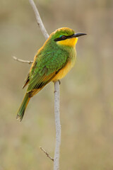 Little bee eaters, Serengeti National Park, Tanzania, Africa.