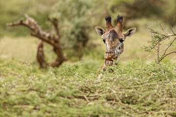 Masai Giraffe grazing on acacia tree, Ngorongoro Conservation Area, Tanzania, Arica.