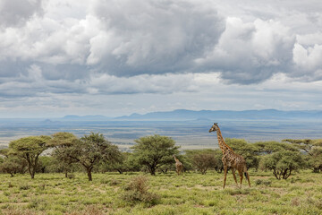 Masai Giraffe grazing on acacia tree, Ngorongoro Conservation Area, Tanzania, Arica.