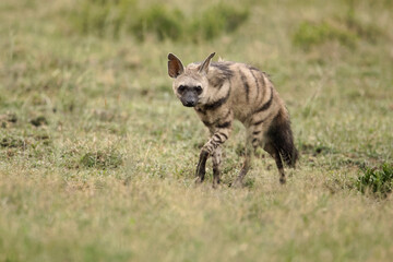 Aardwolf, an insectivorous mammal, Serengeti National Park, Tanzania, Africa.