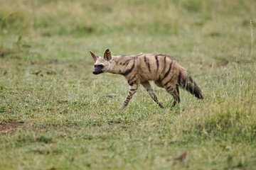 Aardwolf, an insectivorous mammal, Serengeti National Park, Tanzania, Africa.