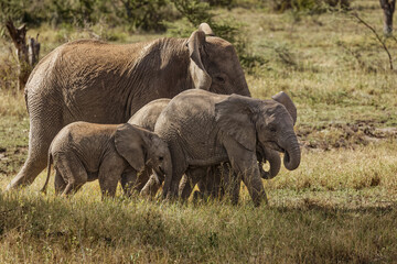 Naklejka na ściany i meble African elephant, Serengeti National Park, Tanzania, Africa.