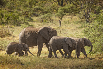 Fototapeta premium African elephant, Serengeti National Park, Tanzania, Africa.