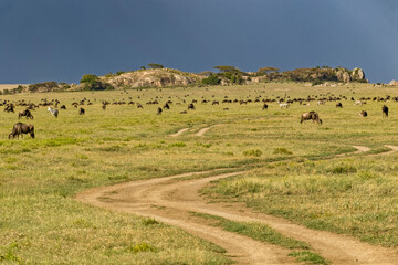 Fototapeta premium Wildebeest and Burchell's zebras in front of kopje, Serengeti National Park, Tanzania, Africa.