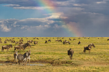 Naklejka na ściany i meble Wildebeest herd, Burchell's zebras and rainbow, Serengeti National Park, Tanzania, Africa. Serengeti National Park, Tanzania, Africa.