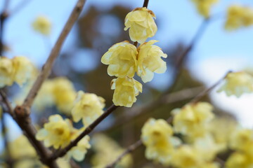 早春の蝋梅の黄色い花が咲く