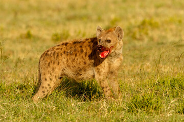 Spotted hyena with blood on face, Serengeti National Park, Tanzania.