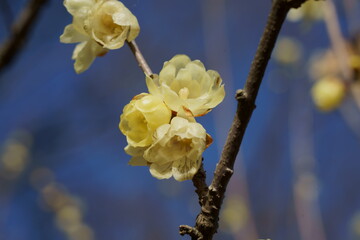 早春の蝋梅の黄色い花が咲く