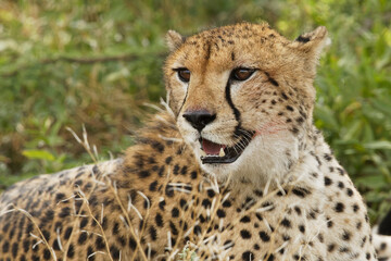 Cheetah, Serengeti National Park, Tanzania.