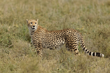 Fototapeta na wymiar Cheetah, Serengeti National Park, Tanzania.