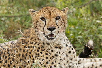Naklejka na ściany i meble Cheetah, Serengeti National Park, Tanzania.