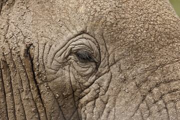 Close-up of eye on African elephant, Serengeti National Park, Tanzania, Africa.