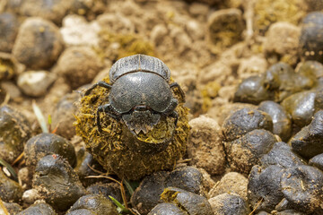 Dung beetle rolling a ball of elephant dung.