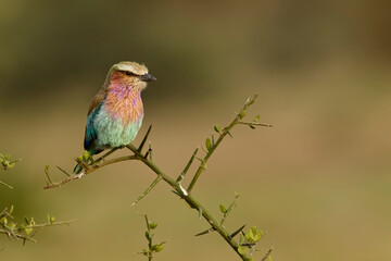 Lilac-breasted roller, Serengeti National Park, Tanzania, Africa.