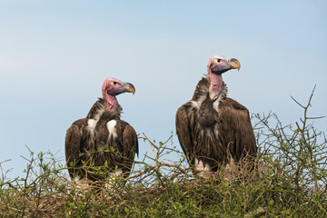 Pair of Nubian vultures atop acacia tree, Serengeti National Park, Tanzania, Africa.