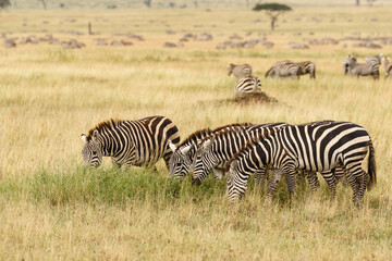 Obraz na płótnie Canvas Burchell's Zebra, Serengeti National Park, Tanzania, Africa.