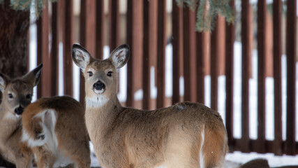 Deer Herd in Bozeman Montana Along Fence Line