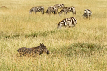Warthog and Burchell's zebra, Serengeti National Park, Tanzania, Africa.
