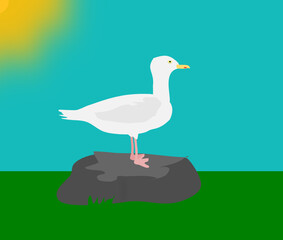 gull on the rock