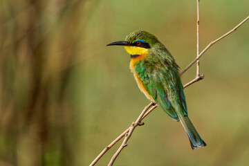 Little Bee Eater, Serengeti National Park, Tanzania, Africa.