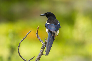 Africa, Tanzania. Pied crow bird on limb.