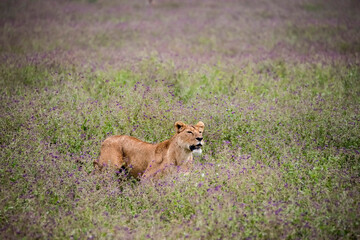Fototapeta na wymiar Africa, Tanzania. Lioness in flowery grass.